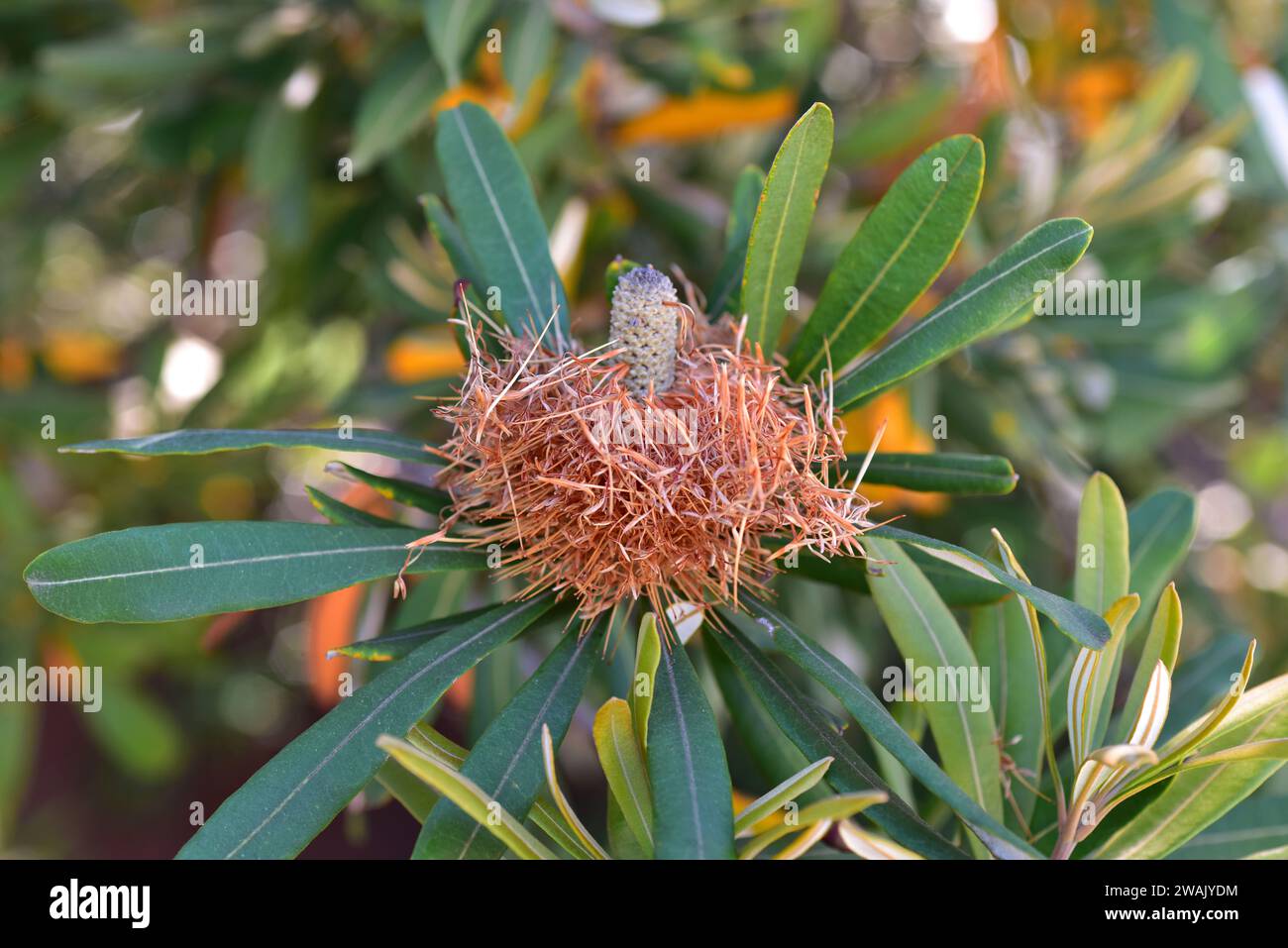 La banksia (Banksia intecgrifolia) è un arbusto sempreverde o un piccolo albero nativo delle coste orientali dell'Australia. Dettaglio di infiorescenza. Foto Stock