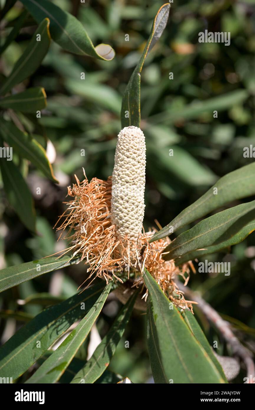 La banksia (Banksia intecgrifolia) è un arbusto sempreverde o un piccolo albero nativo delle coste orientali dell'Australia. Dettaglio di infutescenze giovani. Foto Stock