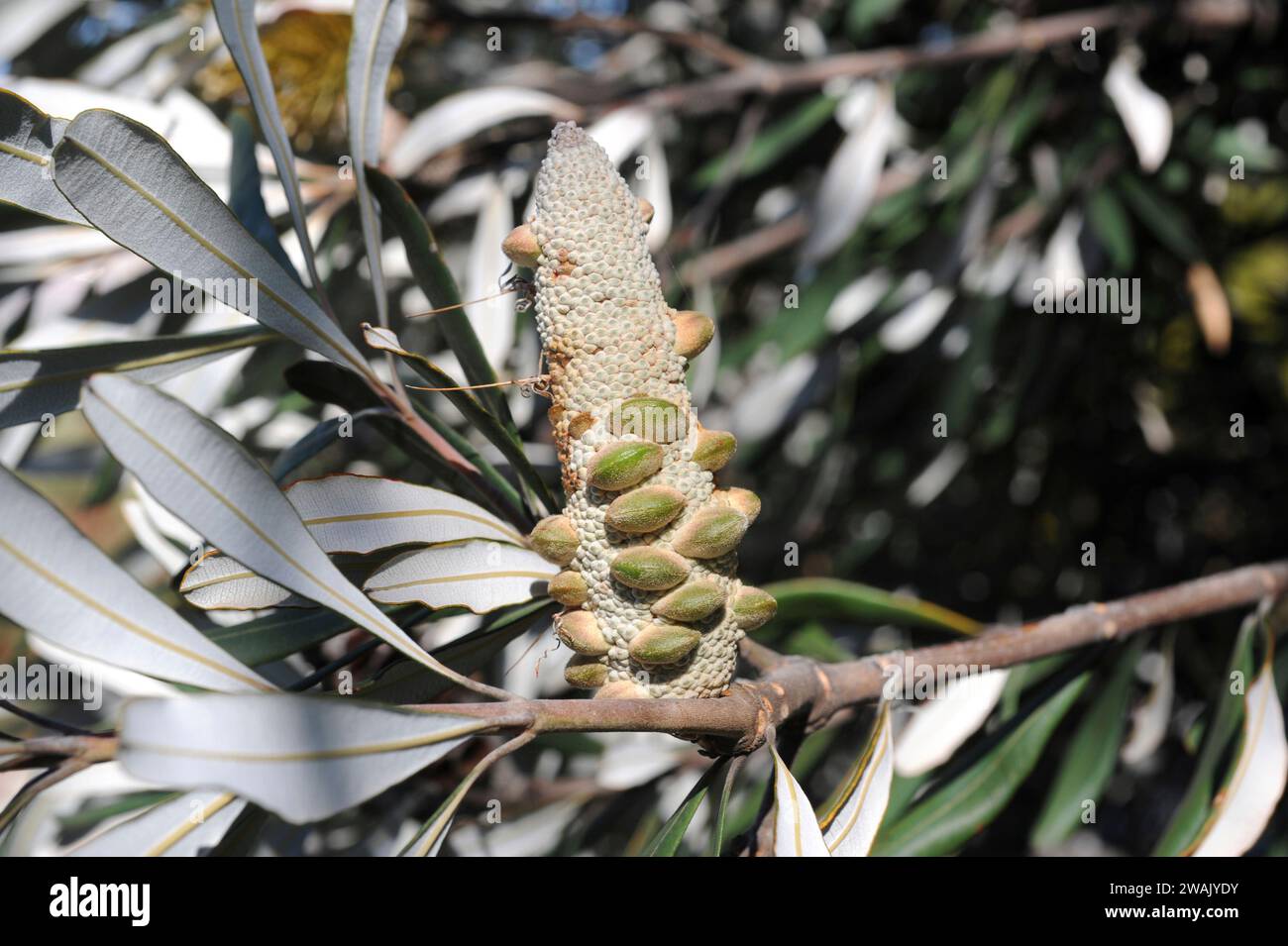La banksia (Banksia intecgrifolia) è un arbusto sempreverde o un piccolo albero nativo delle coste orientali dell'Australia. Dettaglio Infrutescence. Foto Stock