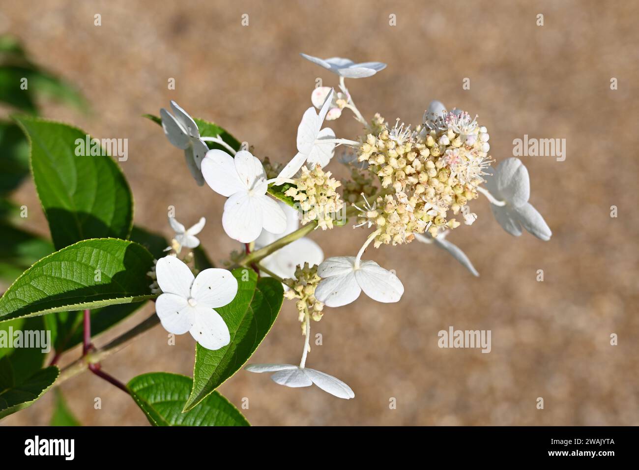 Hydrangea paniculata Dolprim/ prim White Growing in UK Garden settembre Foto Stock