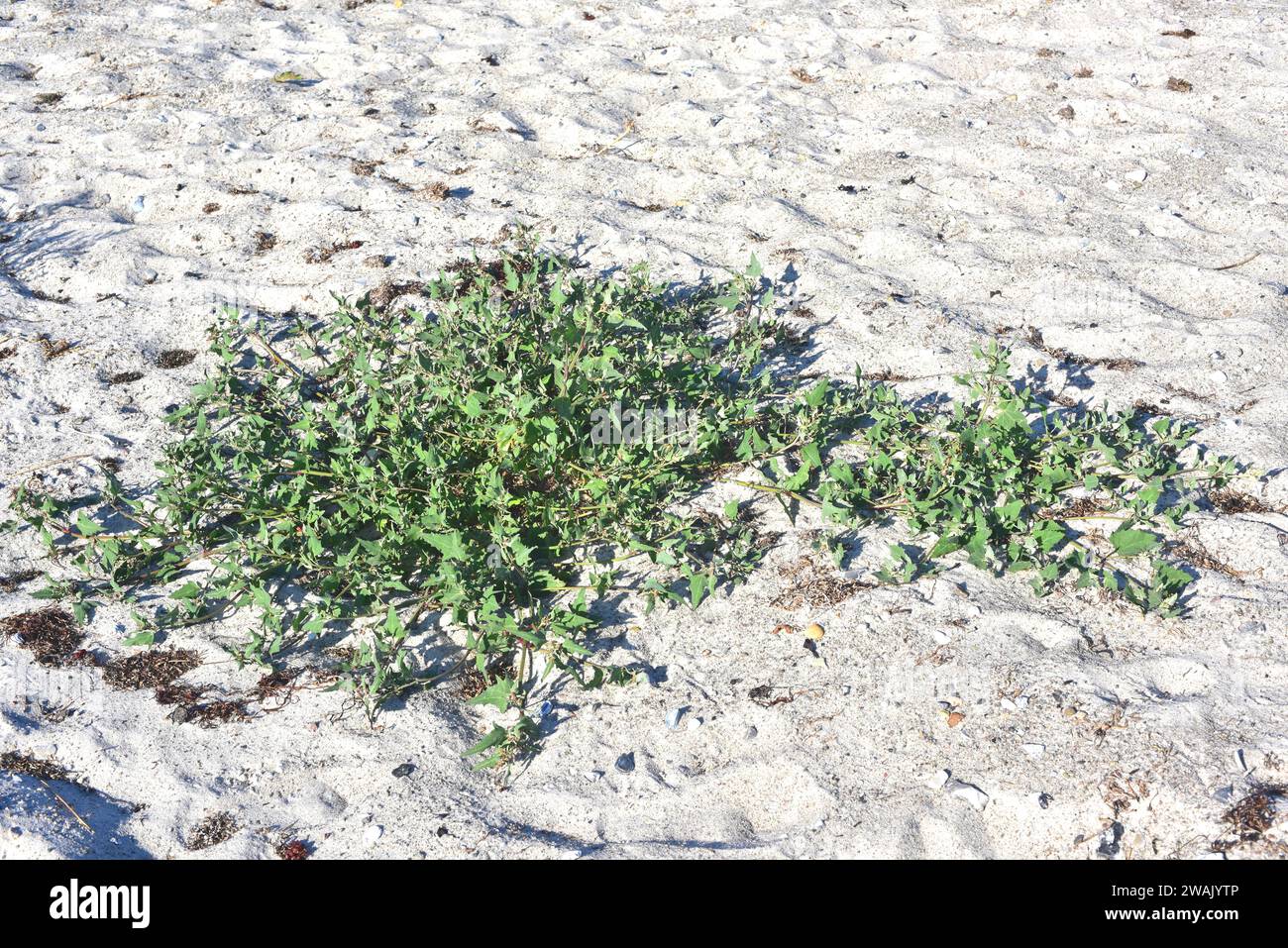 L'Atriplex prostrata è un'erba annuale originaria dell'Eurasia, del Nord Africa e del Nord America. Questa foto è stata scattata nella spiaggia di Falsterbo, S Foto Stock