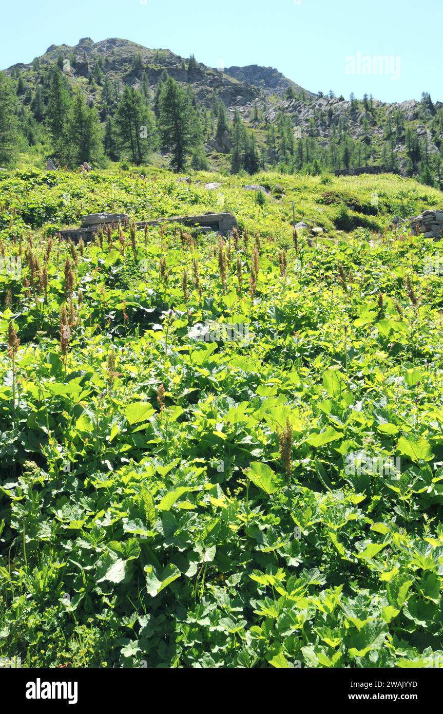 Good King Henry (Chenopodium bonus-henricus o Blitum bonus-henricus) è un'erba annuale o perenne nativo dell'Europa centrale e meridionale mountai Foto Stock