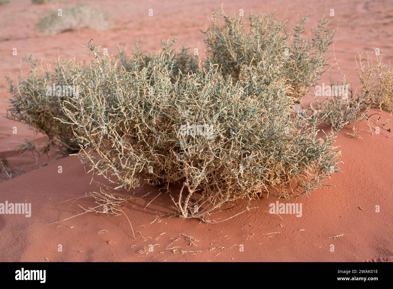 Salicornia enana (Halopeplis amplexicaulis) è un arbusto originario delle regioni aride del bacino del Mediterraneo. Questa foto è stata scattata nel Wadi Rum Desert Natio Foto Stock