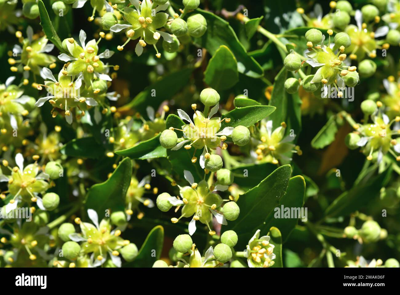 La corteccia di sapone (Quillaja saponaria) è un albero sempreverde endemico del Cile centrale. La sua corteccia contiene saponina utilizzata in farmacia, cosmetica e industria. Foto Stock