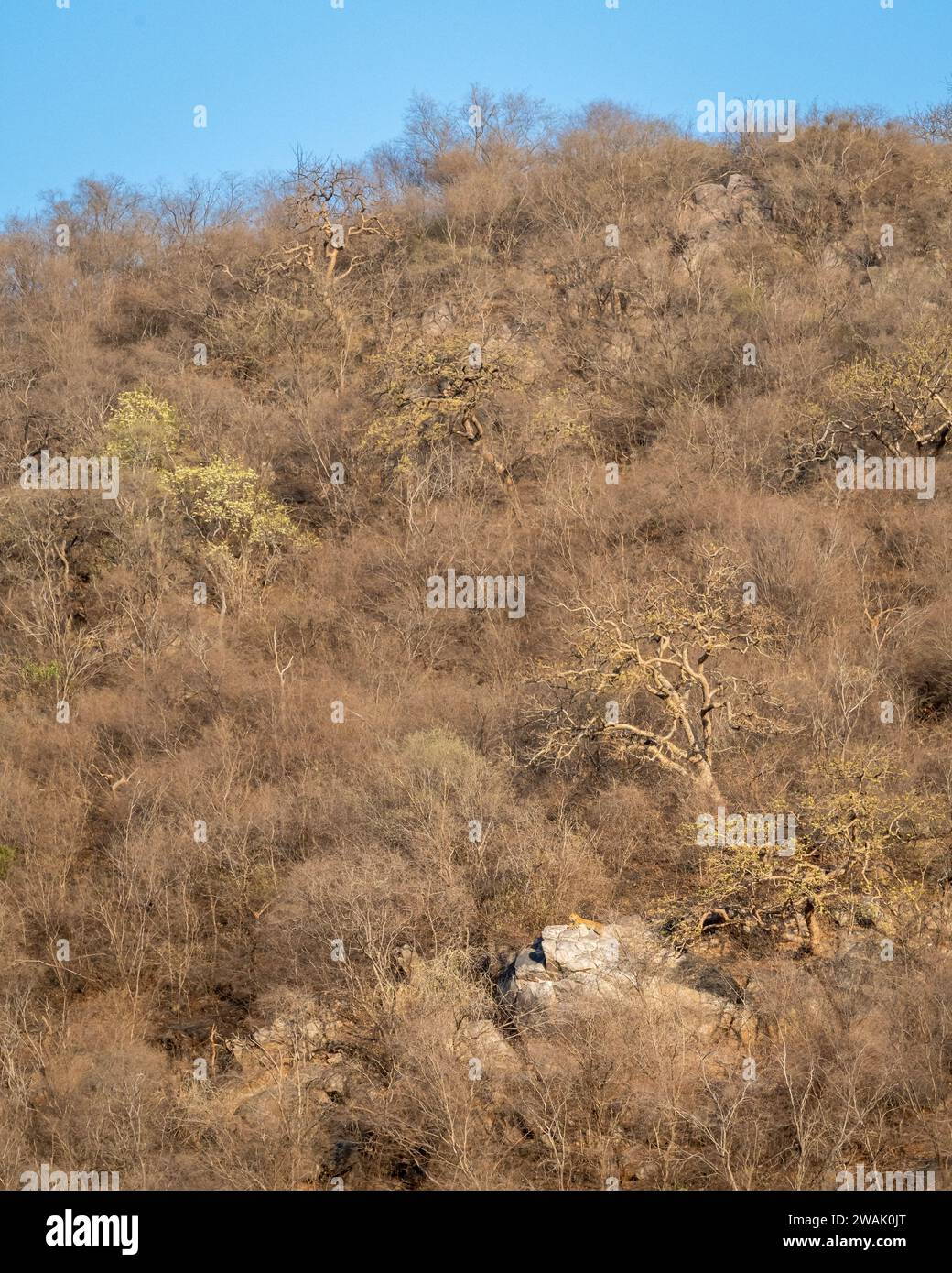 leopardo selvaggio maschile o pantera o panthera pardus riposando su una grande roccia su colline o montagne sullo sfondo del paesaggio durante la stagione estiva safari serale in india Foto Stock