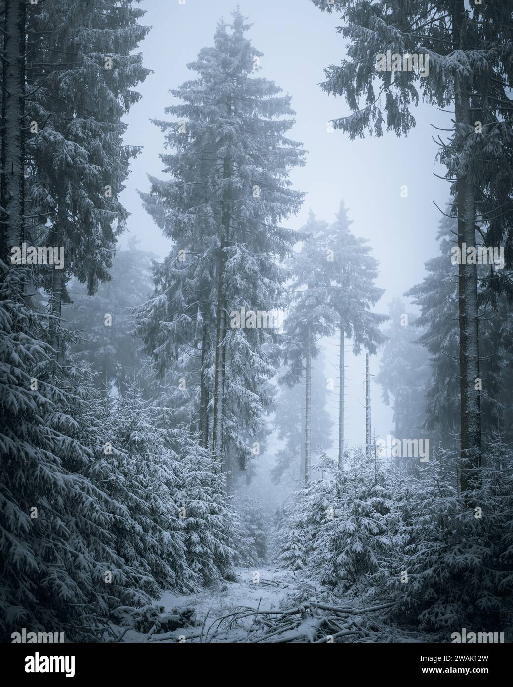 Una lussureggiante foresta di alti alberi di abete sempreverdi che creano un'atmosfera tranquilla e tranquilla Foto Stock