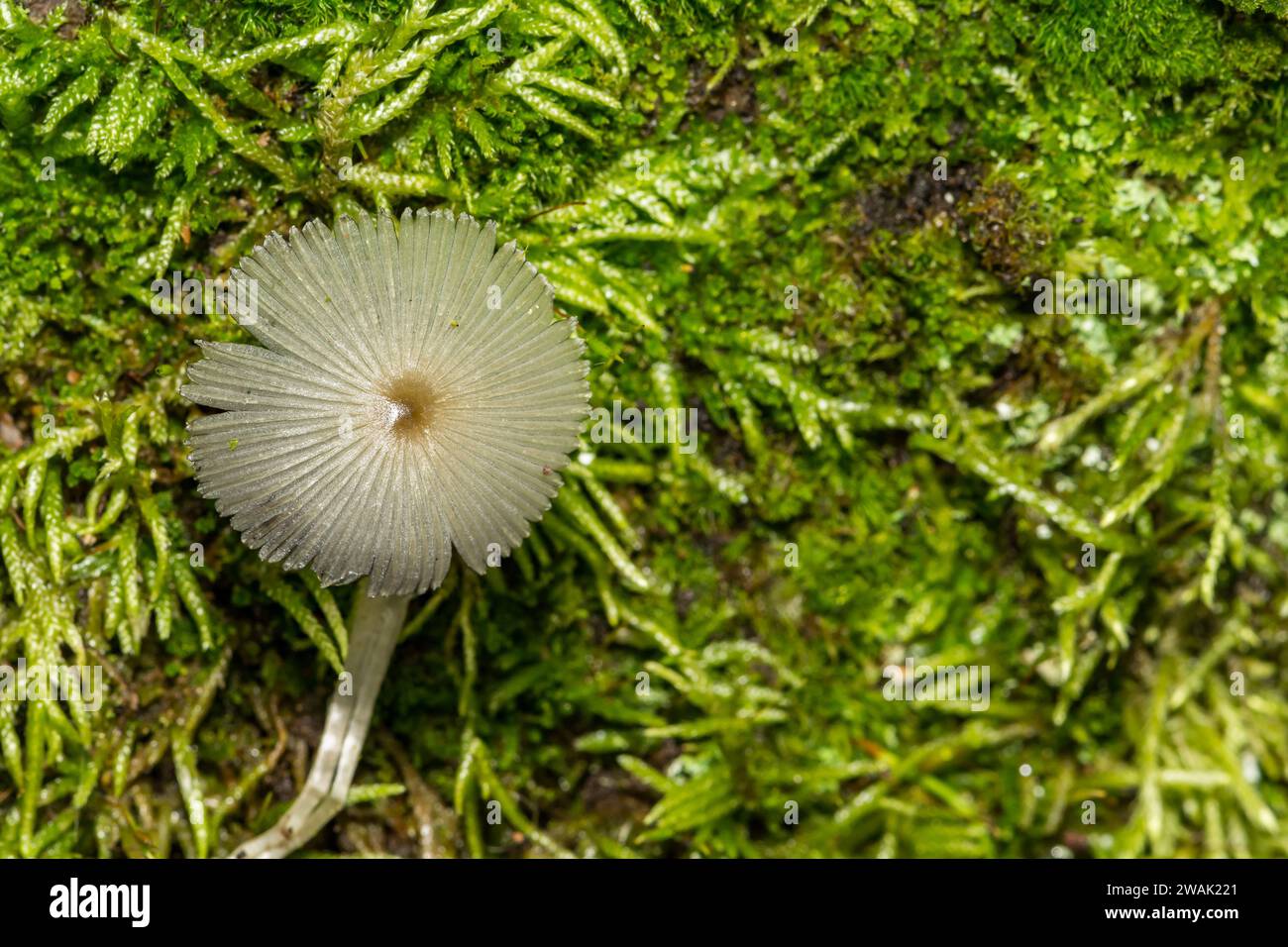 Plissettato Inkcap - Parasola plicatilis Foto Stock