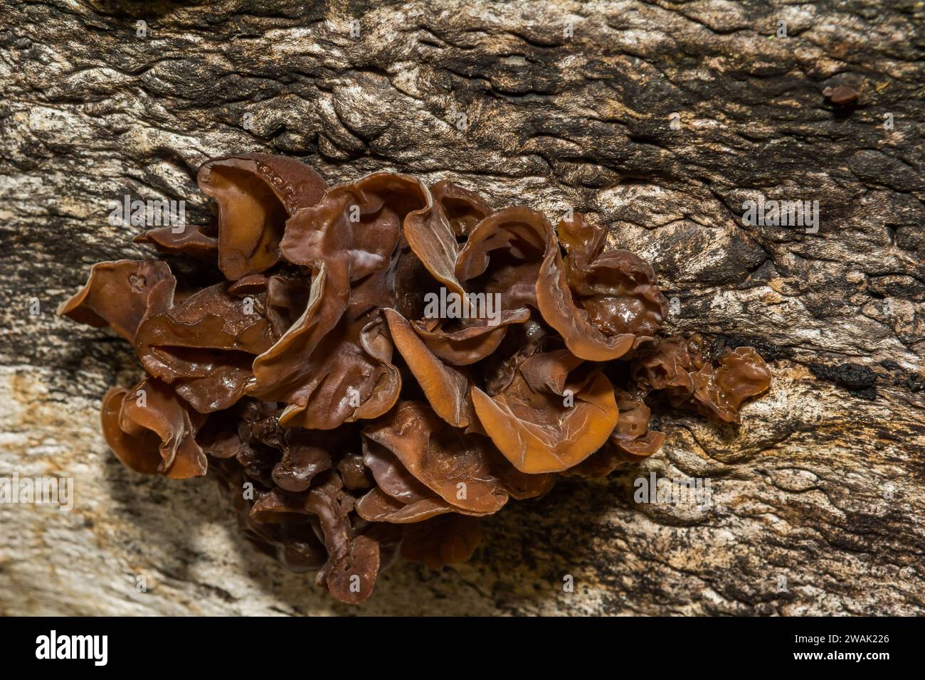 Fungo cerebrale a foglia - Phaeotremella foliacea Foto Stock