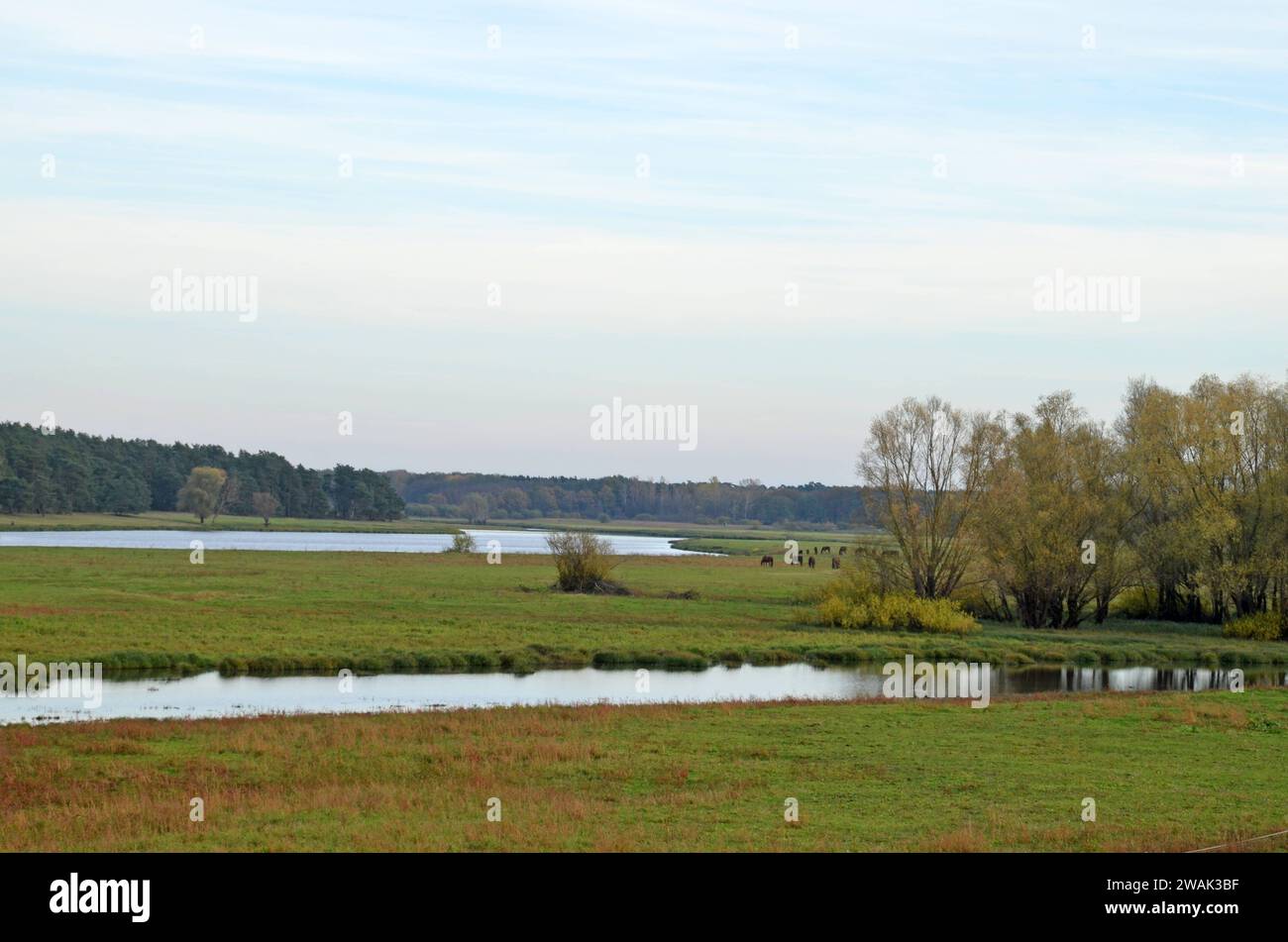 31.10.2013 Die Seege Deutschland/ Niedersachsen/ Wendland/ Landkreis Lüchow Dannenberg/ bei Vietze/ Die Seege/ Flußlandschaft/ Landschaft/ Bäume/ Pferde *** 31 10 2013 Seege Germania bassa Sassonia Wendland distretto Lüchow Dannenberg vicino Vietze il paesaggio fluviale Seege alberi cavalli Foto Stock