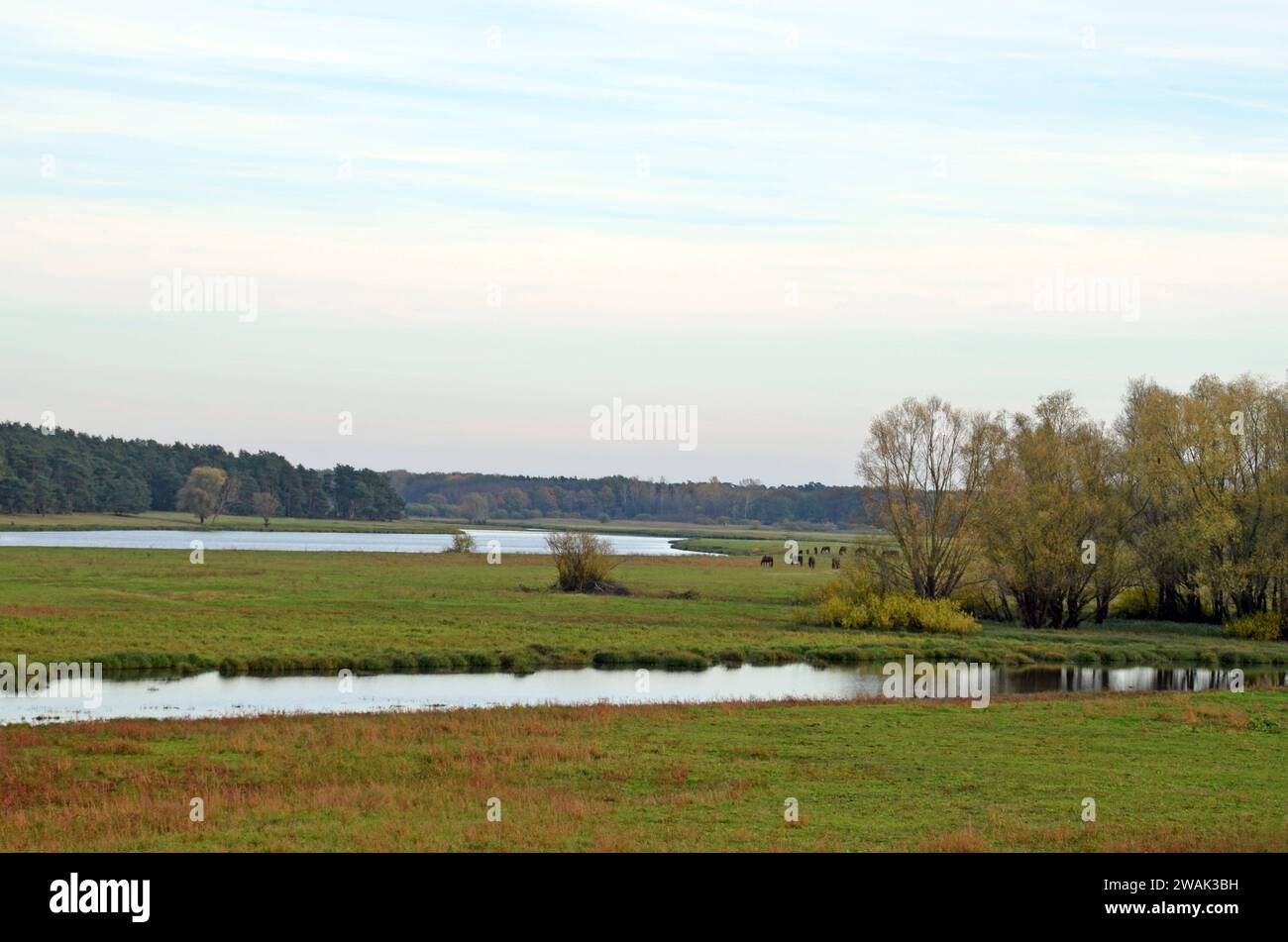 31.10.2013 Die Seege Deutschland/ Niedersachsen/ Wendland/ Landkreis Lüchow Dannenberg/ bei Vietze/ Die Seege/ Landschaft/ Bäume/ Pferde *** 31 10 2013 The Seege Germany Lower Saxony Wendland District Lüchow Dannenberg vicino Vietze il Seege paesaggio alberi cavalli Foto Stock