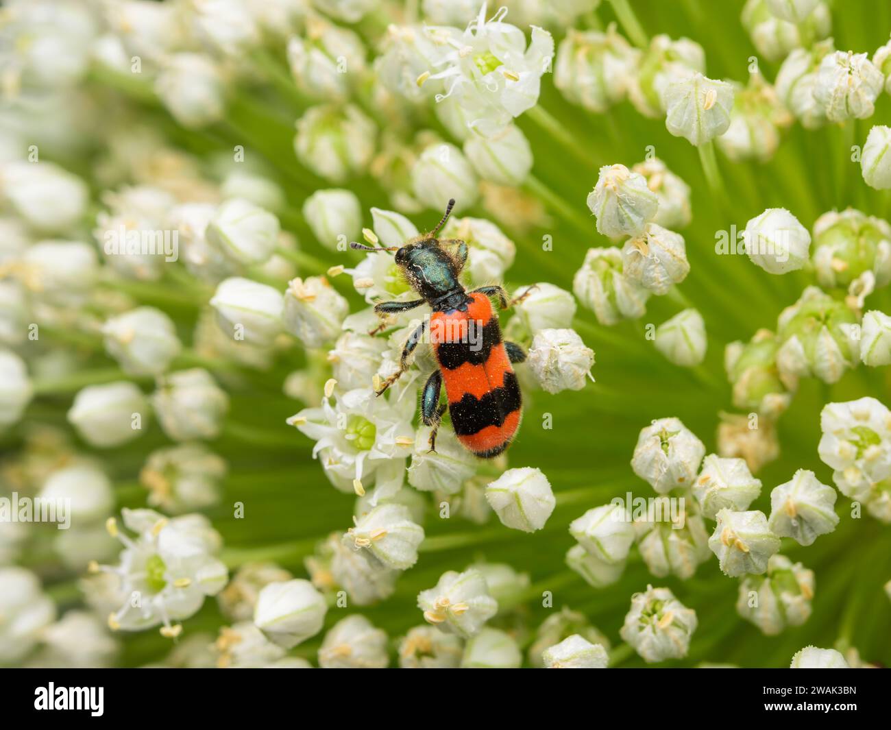 Uno scarabeo a scacchi (Trichodes apiarius) seduto su un umbellifero bianco, giorno di sole in estate, Vienna (Austria) Foto Stock