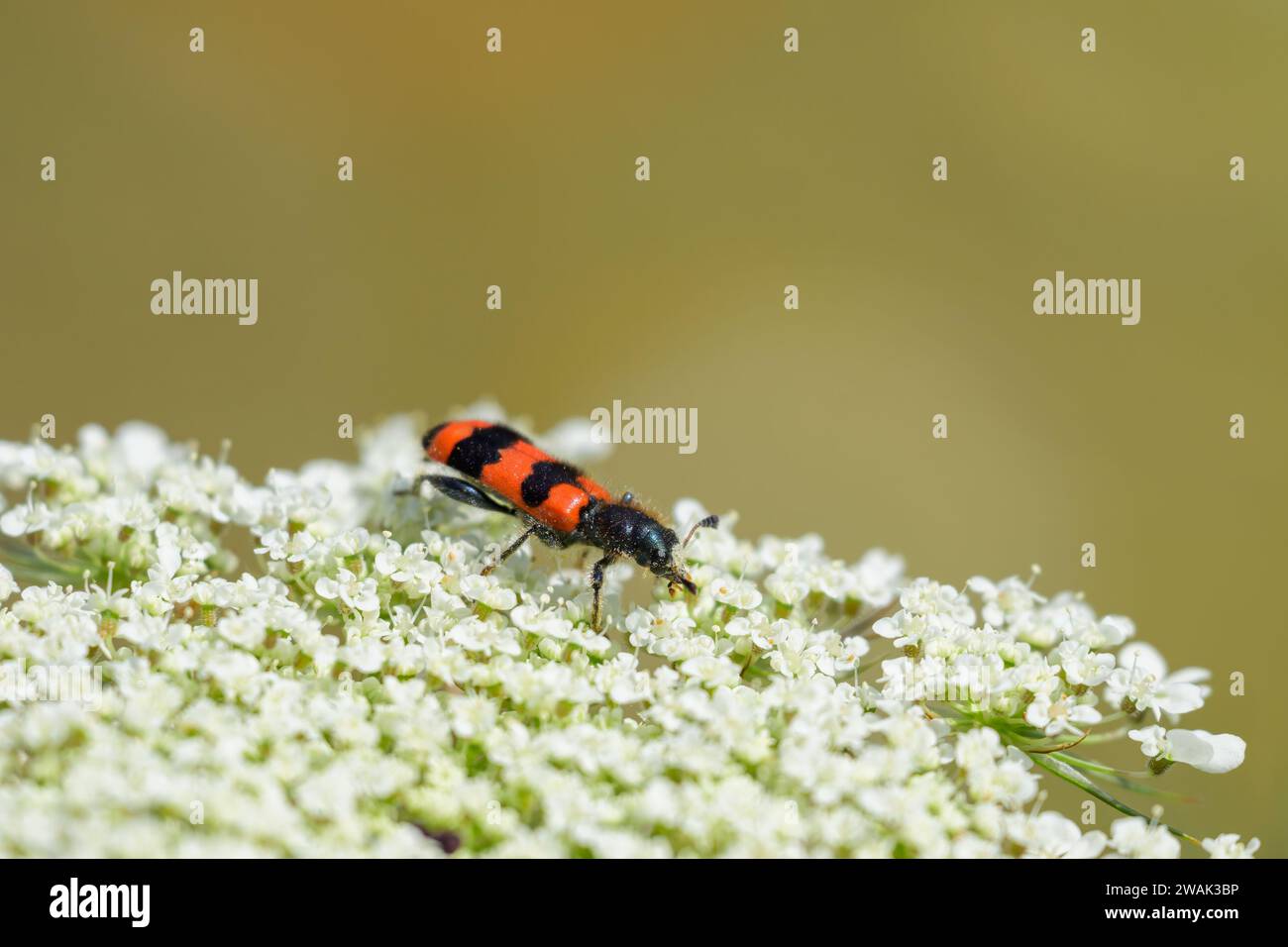 Uno scarabeo a scacchi (Trichodes apiarius) seduto su un umbellifero bianco, giorno di sole in estate, Vienna (Austria) Foto Stock