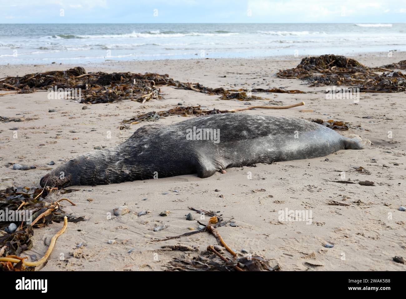 La foca morta si è riversata su una spiaggia vicino a Seahouses, nel nord dell'Inghilterra, dopo che Babet e Ciarán hanno colpito questa costa e le vicine Isole farne, Northumberl Foto Stock