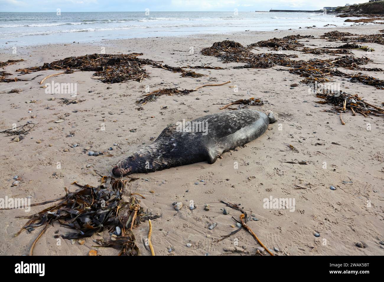 La foca morta si è riversata su una spiaggia vicino a Seahouses, nel nord dell'Inghilterra, dopo che Babet e Ciarán hanno colpito questa costa e le vicine Isole farne, Northumberl Foto Stock