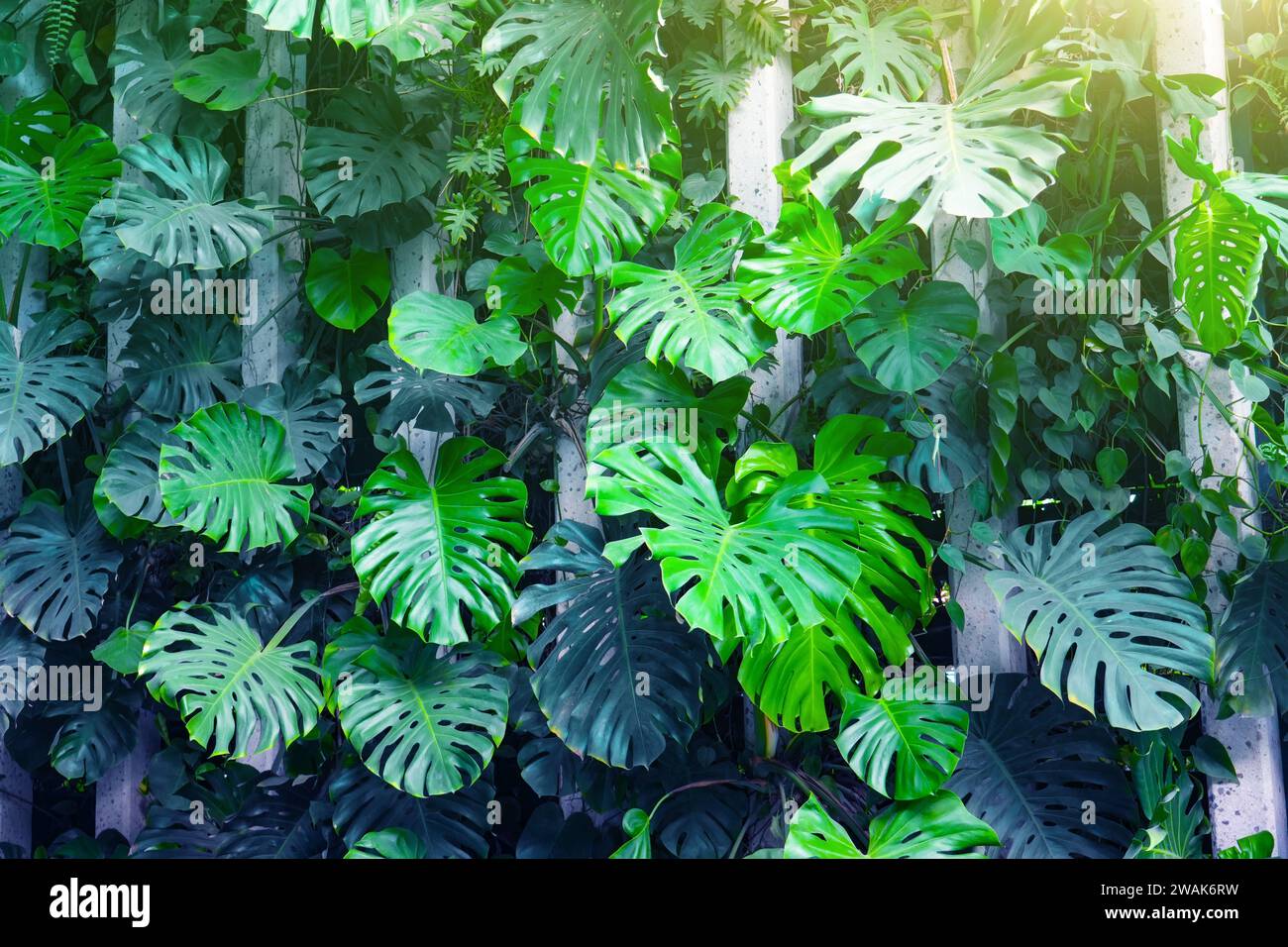 Sfondo di foglie verdi tropicali, felce, palme e foglie di Monstera Deliciosa, sfondo di fantasia floreale nella giungla, pareti in cemento con elementi verticali Foto Stock