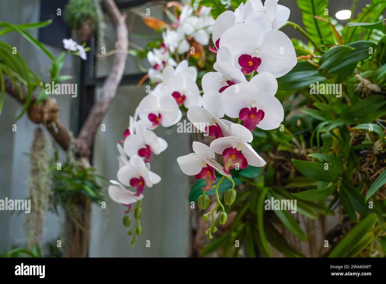 Bellissime orchidee bianche Phalaenopsis con bellissimi fiori e foglie verdi Foto Stock