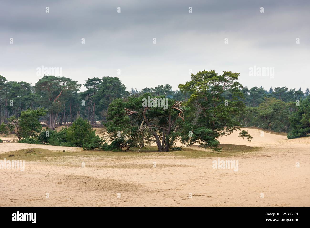 Dune di sabbia nella foresta della riserva naturale di Soestduinen tra Soest e Amersfoort, Paesi Bassi. Foto Stock