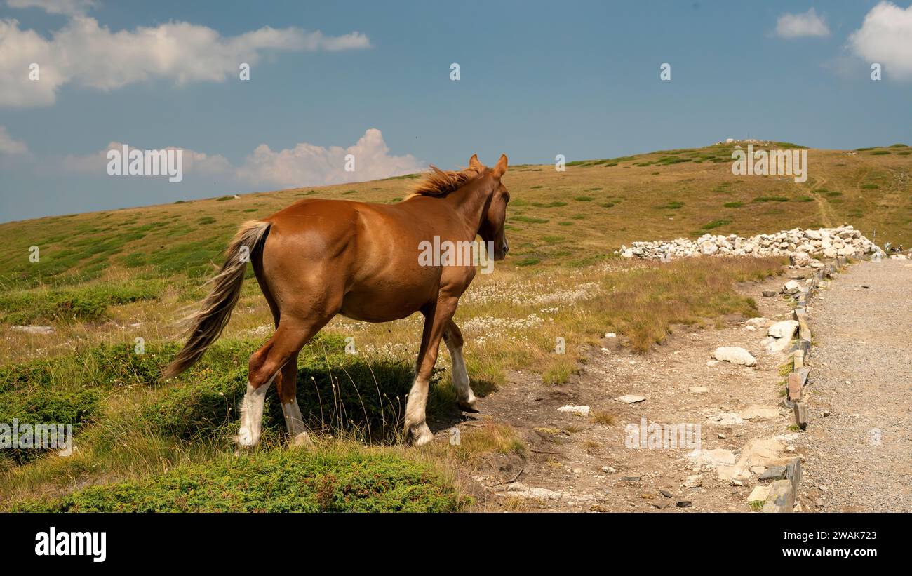 Cavallo selvaggio rosso sulle montagne Foto Stock