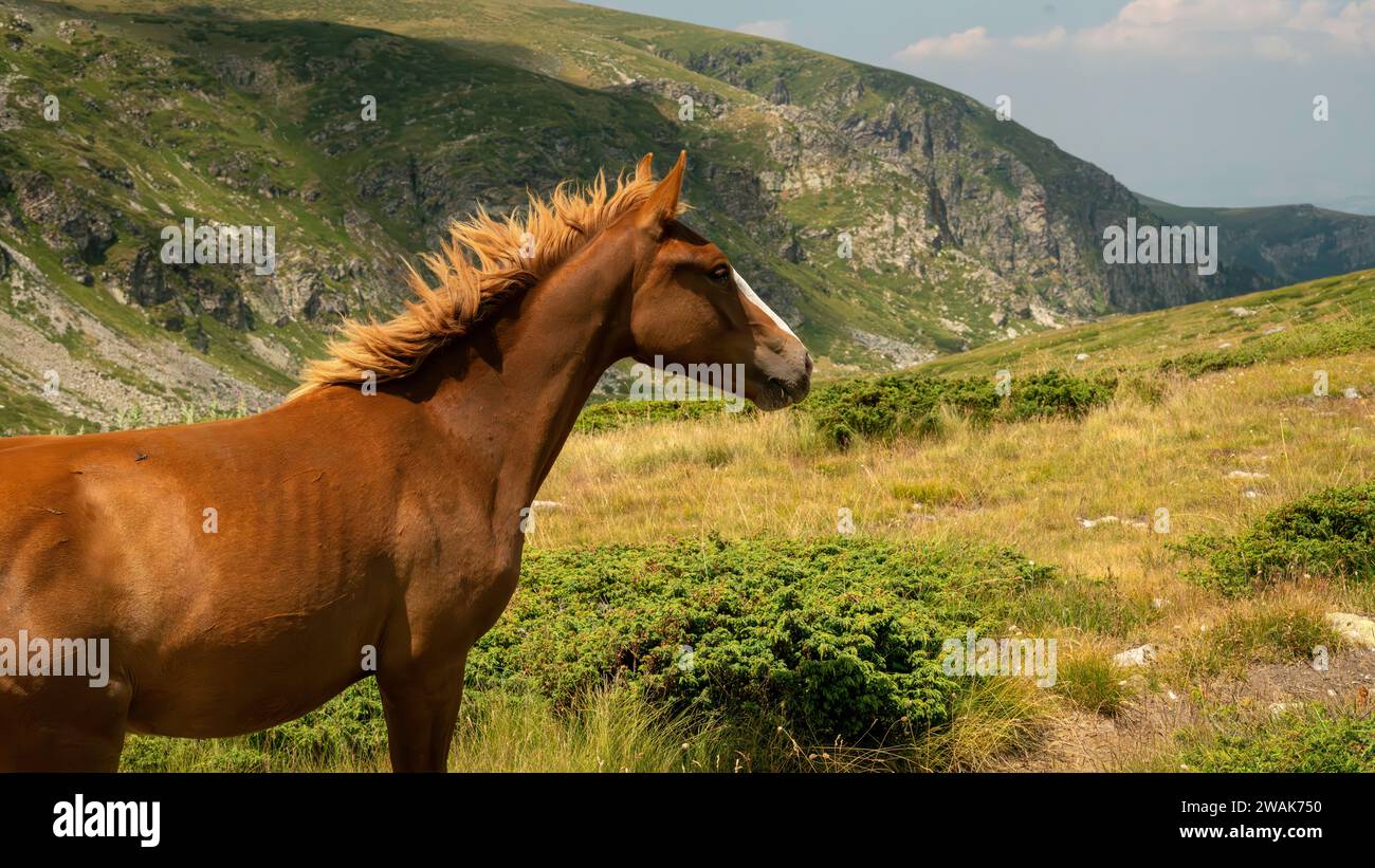 Cavallo selvaggio rosso sulle montagne Foto Stock