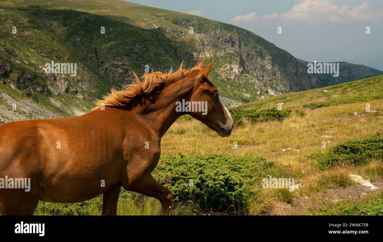 Cavallo selvaggio rosso sulle montagne Foto Stock