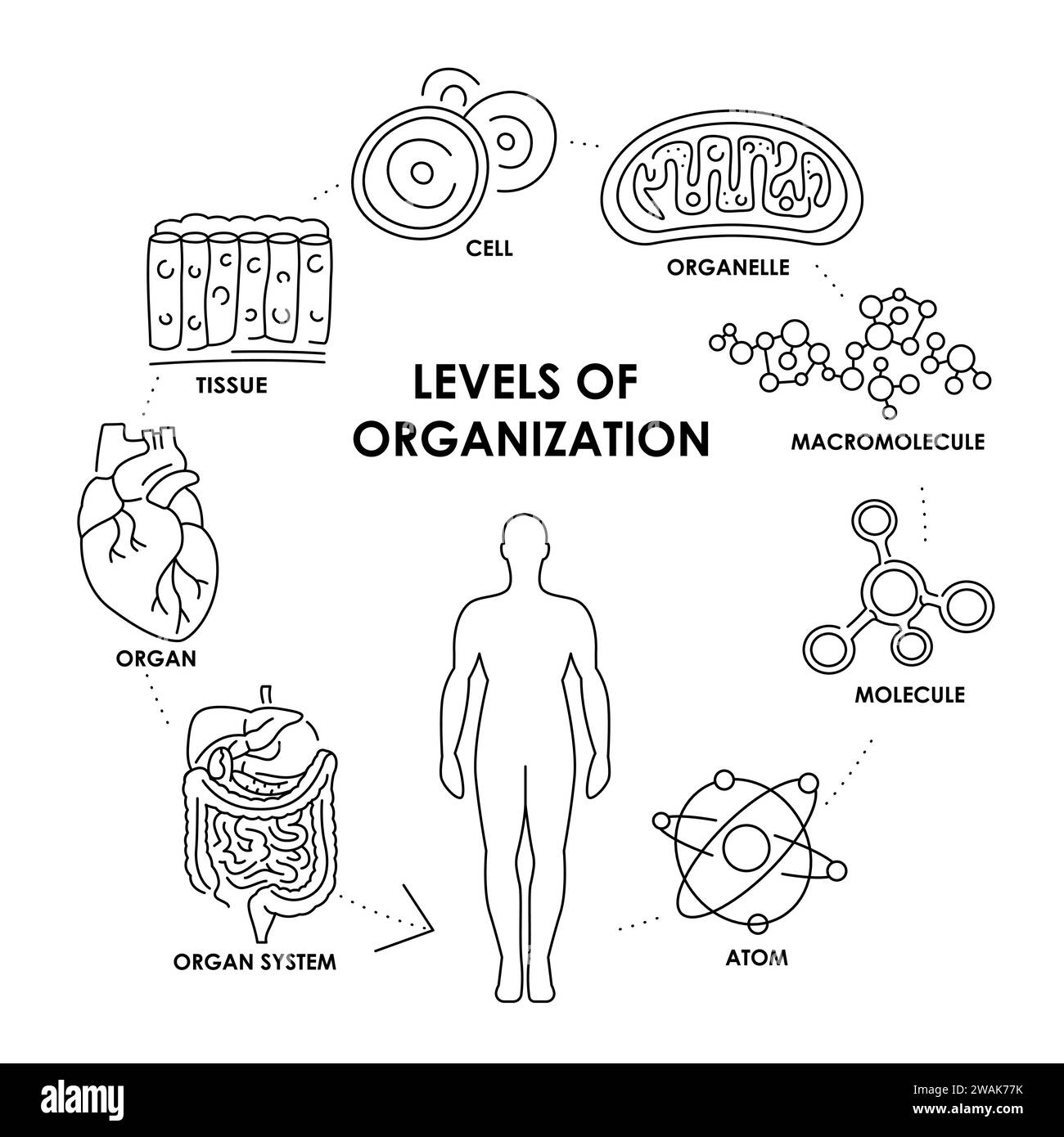 Organizzazione in organismi diagramma a linee colorate. Elemento isolato vettore. Tratto modificabile. Illustrazione Vettoriale