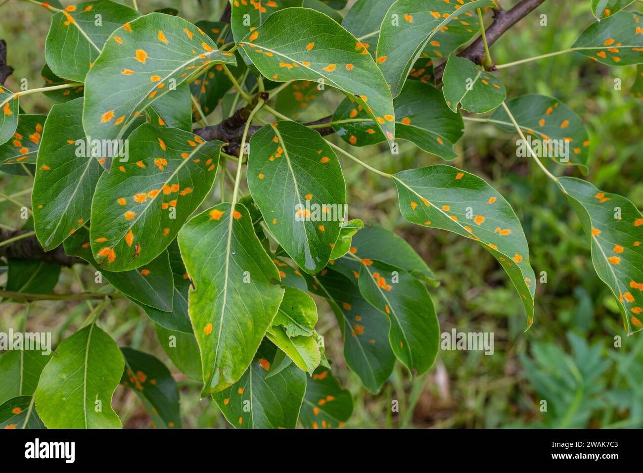 Foglie di pera con infestazione da ruggine di pera. Foto Stock