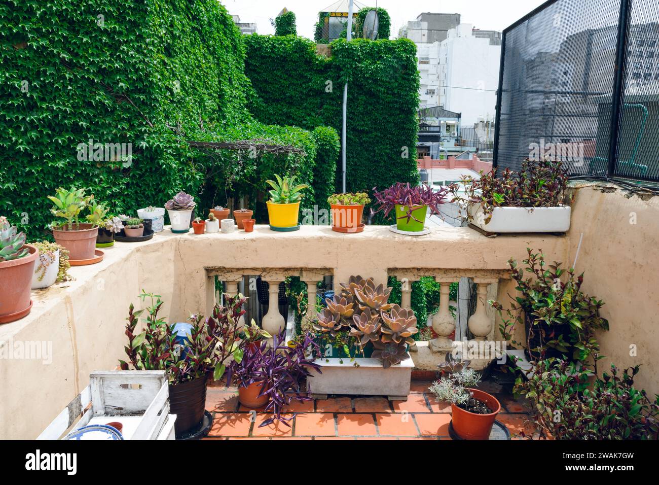 terrazza senza persone decorata con diversi tipi di piante in vaso con grande parete di piante verdi del superriduttore sullo sfondo, spazio copia Foto Stock