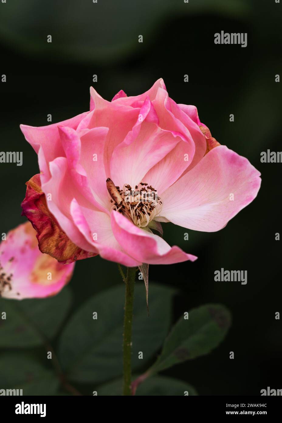 Pink Gnome Rose Foto Stock