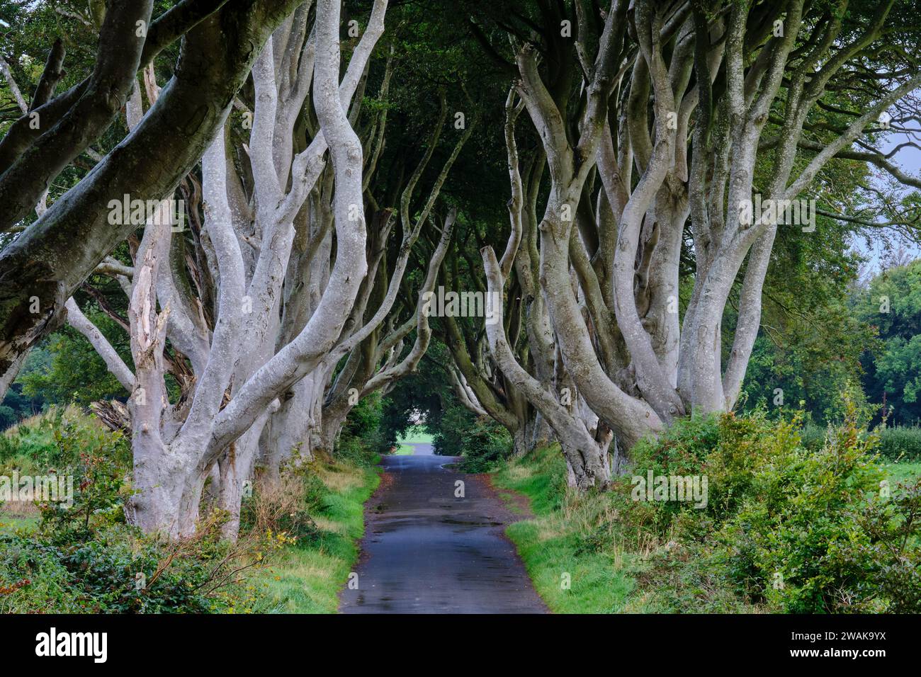 Regno Unito, Irlanda del Nord, Contea di Antrim, Ballymoney, The Dark Hedges, strada fiancheggiata da faggi Foto Stock