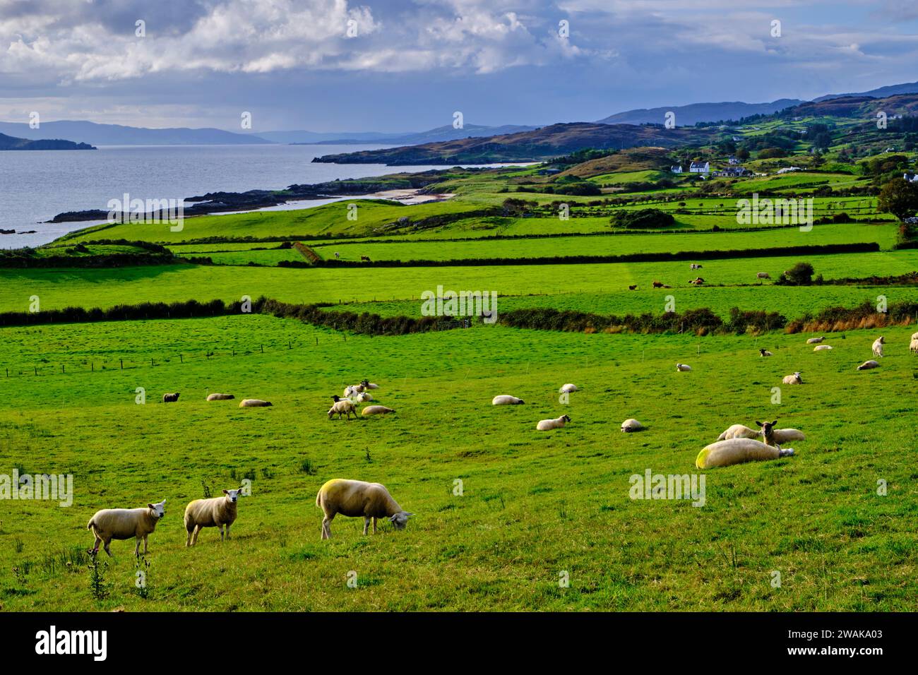 Irlanda, Contea di Donegal, Fanad Head, costo del mare Foto Stock