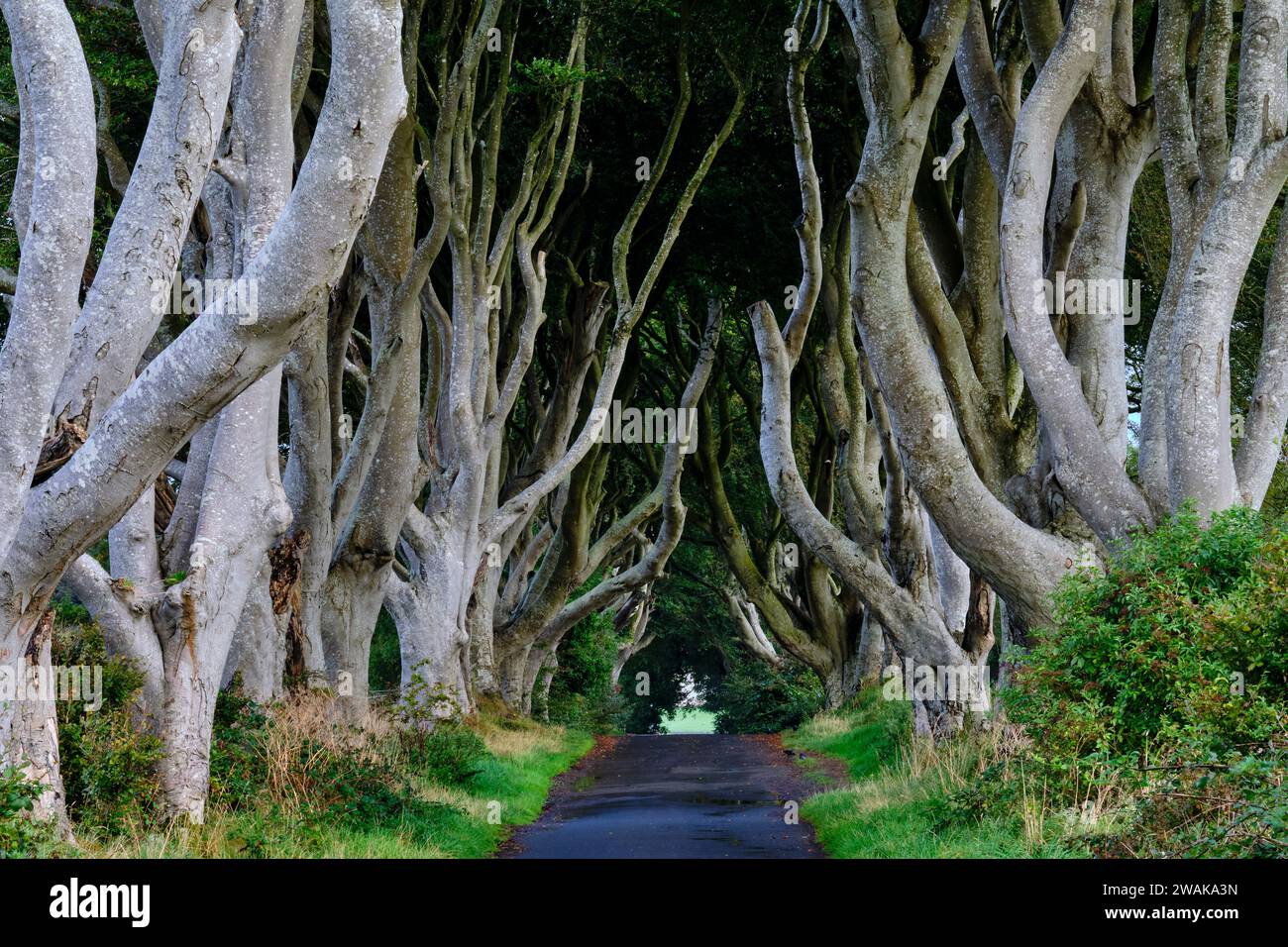 Regno Unito, Irlanda del Nord, Contea di Antrim, Ballymoney, The Dark Hedges, strada fiancheggiata da faggi Foto Stock