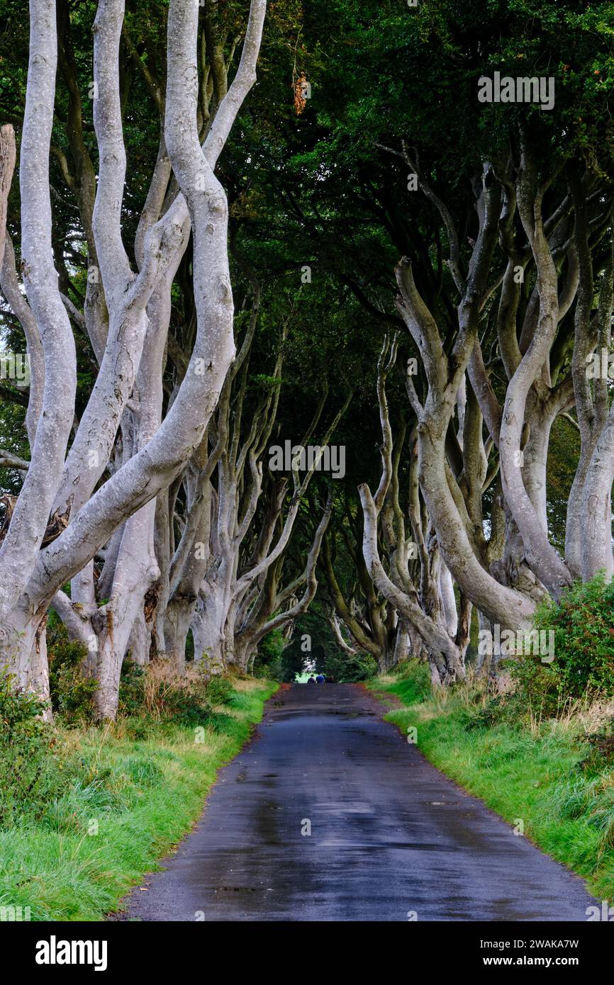 Regno Unito, Irlanda del Nord, Contea di Antrim, Ballymoney, The Dark Hedges, strada fiancheggiata da faggi Foto Stock