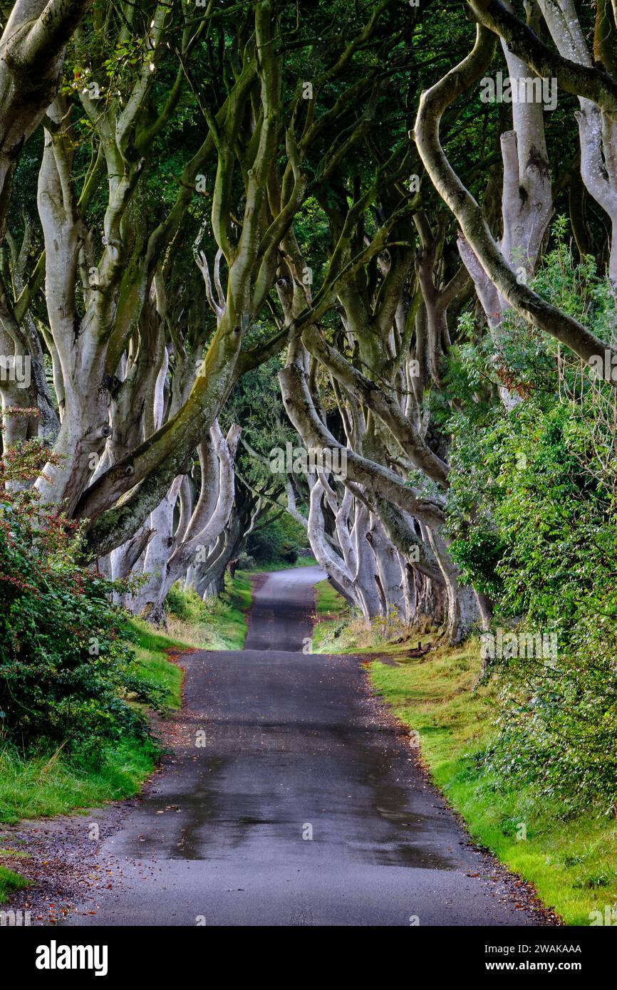 Regno Unito, Irlanda del Nord, Contea di Antrim, Ballymoney, The Dark Hedges, strada fiancheggiata da faggi Foto Stock