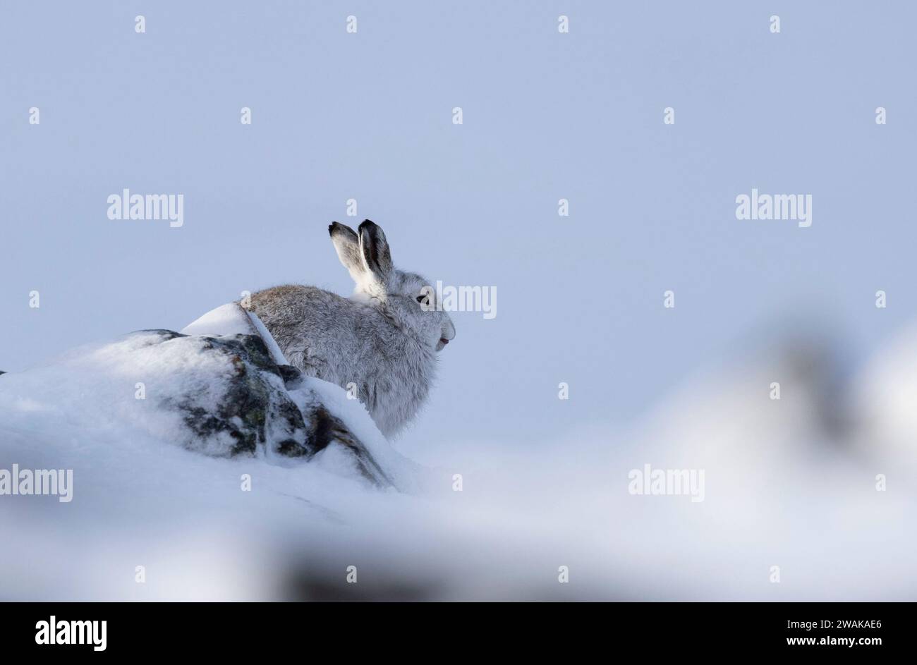 Mountain Hares, Cairngorms, Scozia Foto Stock