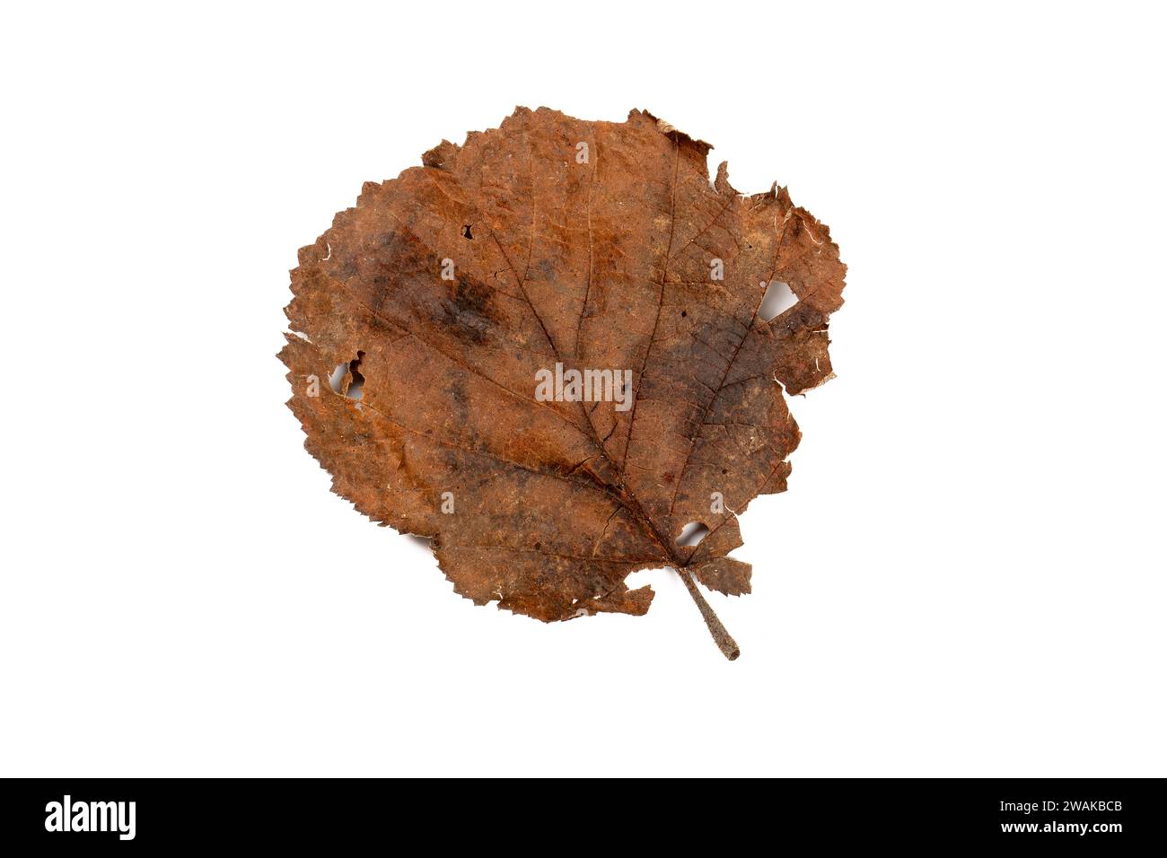 Bellezza fugace: Foglie marroni su sfondo bianco - simbolico di Transience. Foto Stock