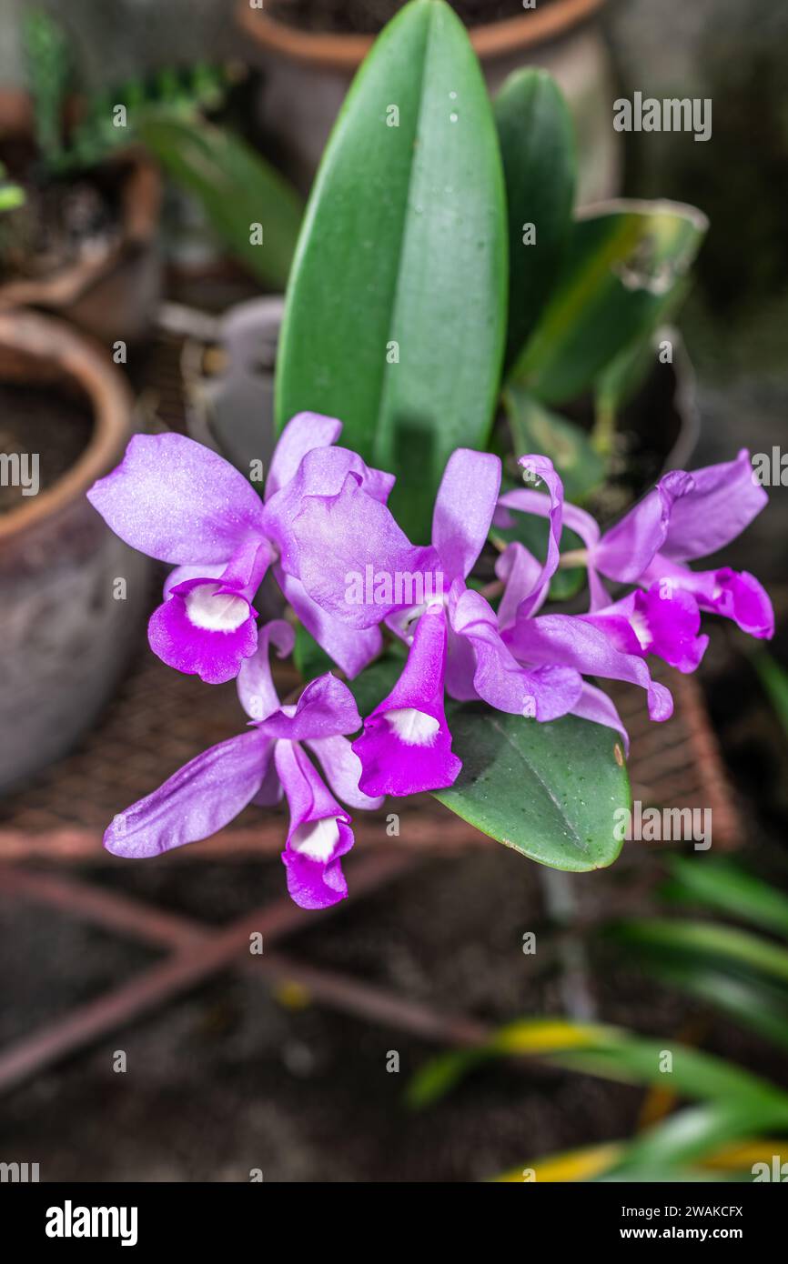 Guarianthe skinneri in fiore in un cortile di Jinotega, Nicaragua. La pianta è in pericolo in natura, una delle orchidee utilizzate negli ibridi. Foto Stock