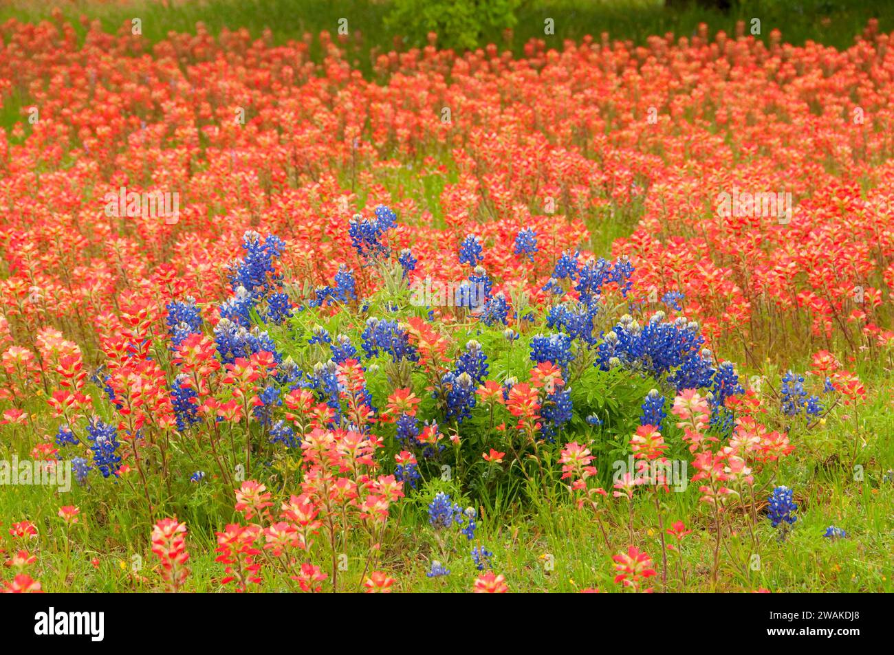 Indian paintbrush campo con Texas bluebonnets, Fredricksburg, Texas Foto Stock