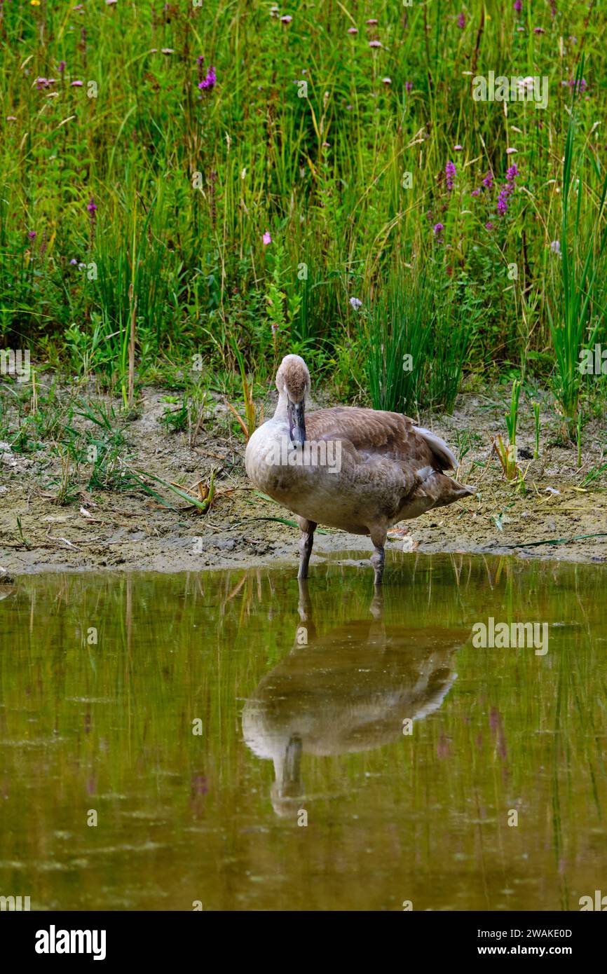 Francia, somme, somme Bay, riserva naturale della somme Bay, Marquenterre Ornithological Park, Saint-Quentin-en-Tourmont Foto Stock