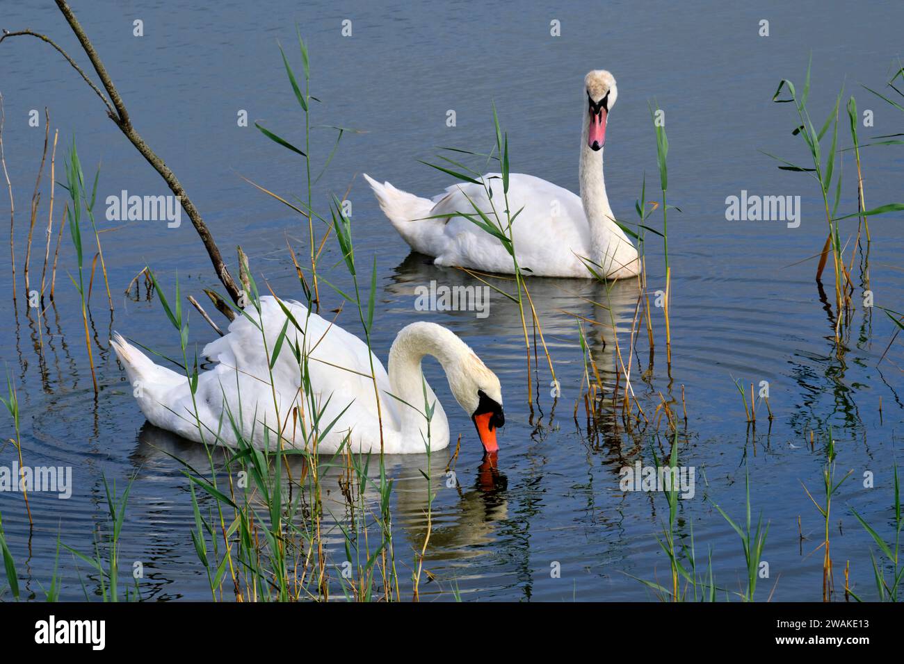 France, somme (80), somme Bay, Nature Reserve of the somme Bay, Marquenterre Ornithological Park, Saint-Quentin-en-Tourmont, mute Swan Foto Stock