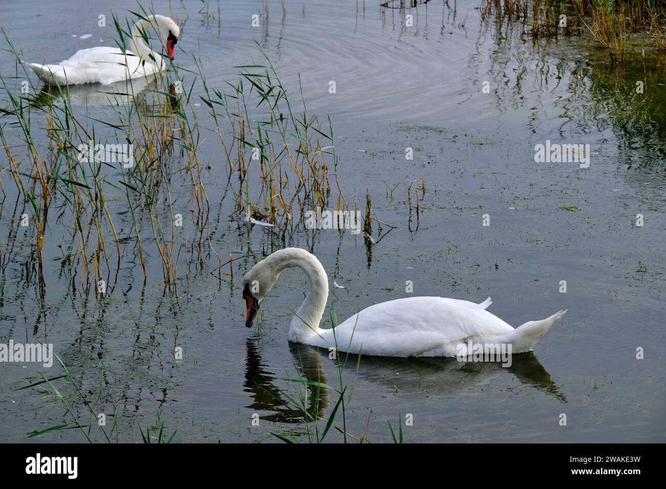 France, somme (80), somme Bay, Nature Reserve of the somme Bay, Marquenterre Ornithological Park, Saint-Quentin-en-Tourmont, mute Swan Foto Stock
