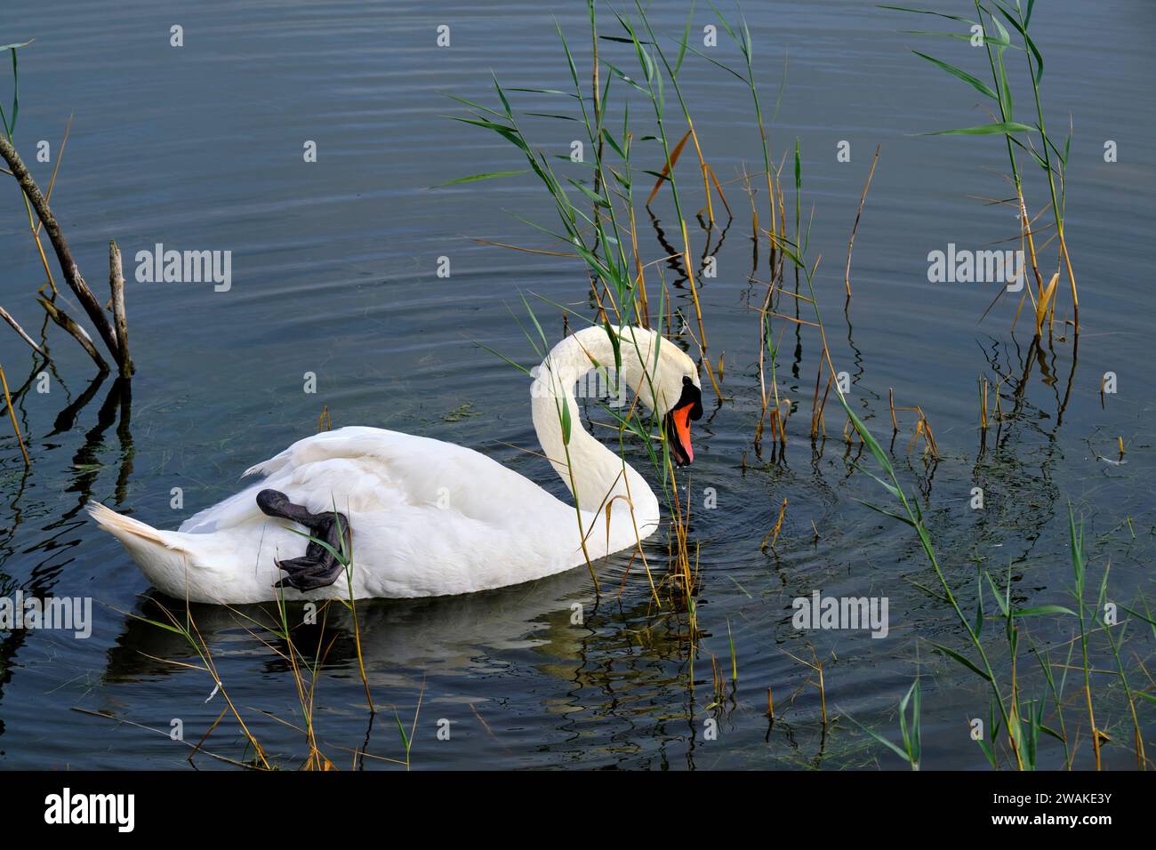 France, somme (80), somme Bay, Nature Reserve of the somme Bay, Marquenterre Ornithological Park, Saint-Quentin-en-Tourmont, mute Swan Foto Stock