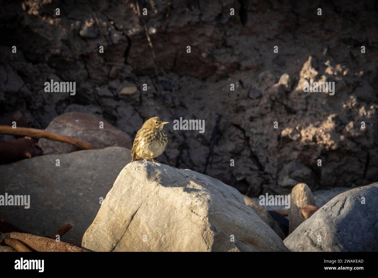 Rock Pipit si è seduto sulle rocce costiere della spiaggia. Foto Stock