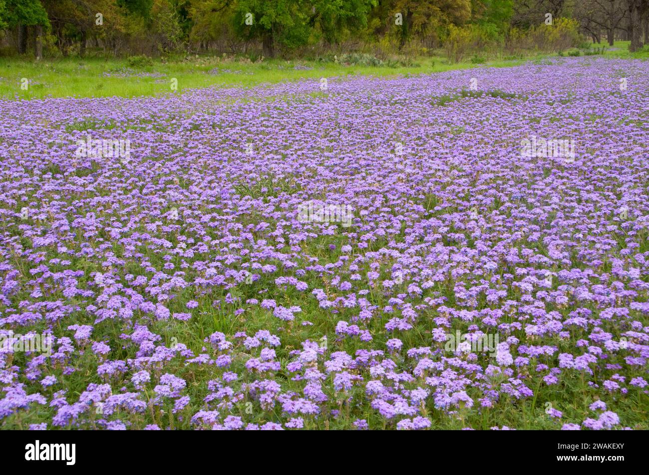 Campo verbena, South Llano River State Park, Texas Foto Stock