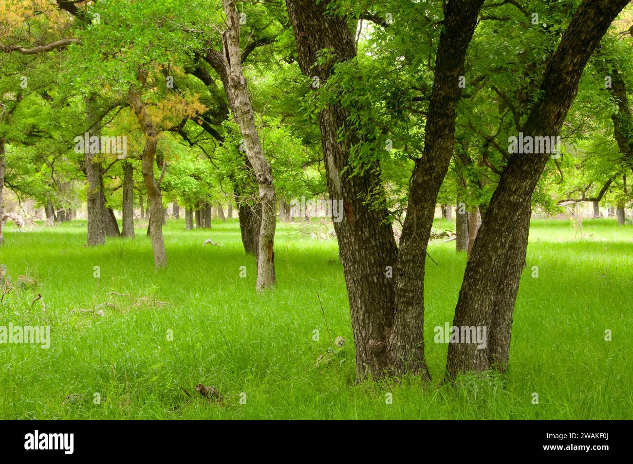 Foresta ripariale lungo il percorso naturalistico, South Llano River State Park, Texas Foto Stock