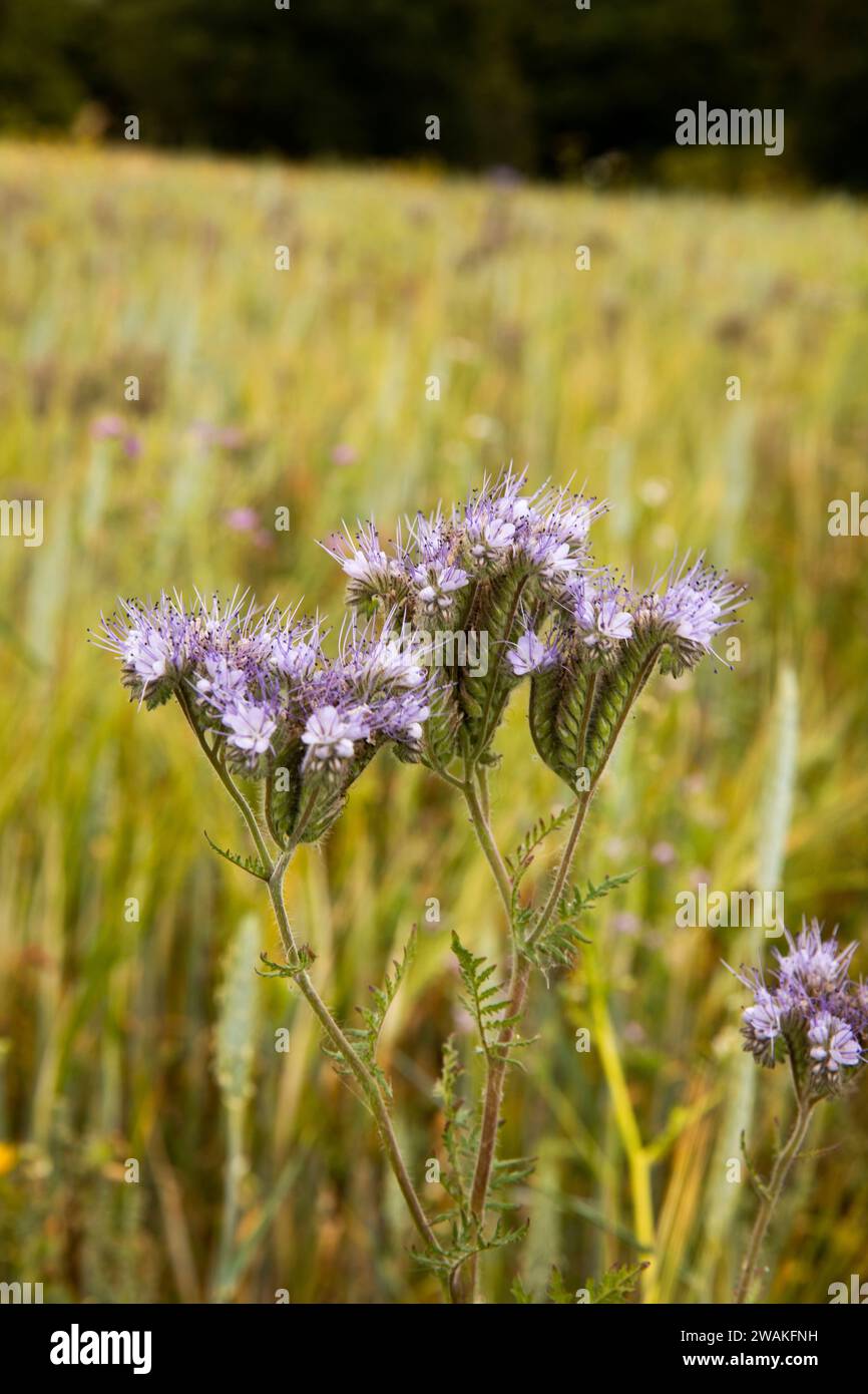 Regno Unito, Inghilterra, Oxfordshire, Shelswell, Phacelia tanacetifolia Flowers lacy phacelia, Blue tansy o Purple tansy Foto Stock