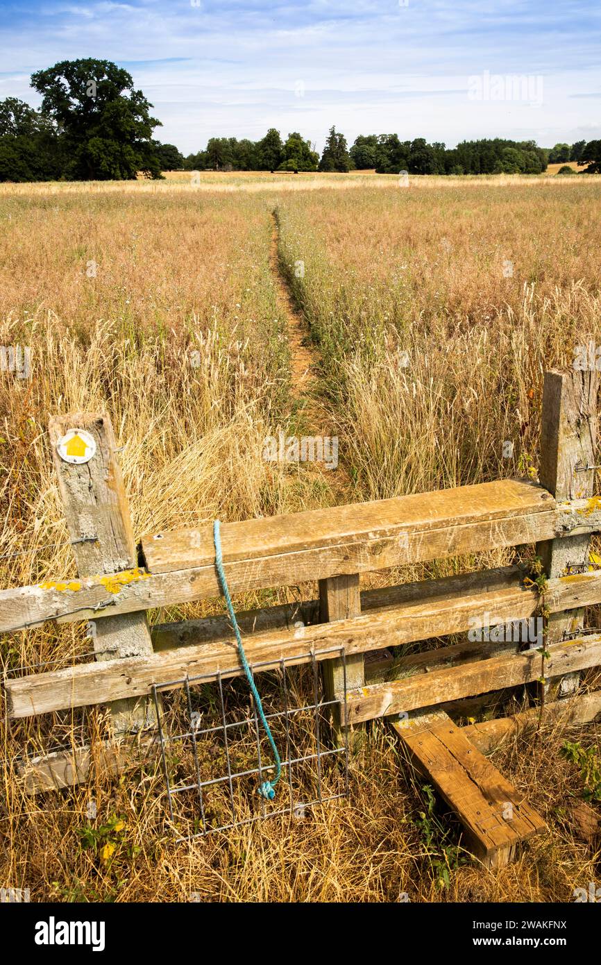 Regno Unito, Inghilterra, Oxfordshire, Willaston, stile sul sentiero attraverso il raccolto di orzo con fiori selvatici Foto Stock