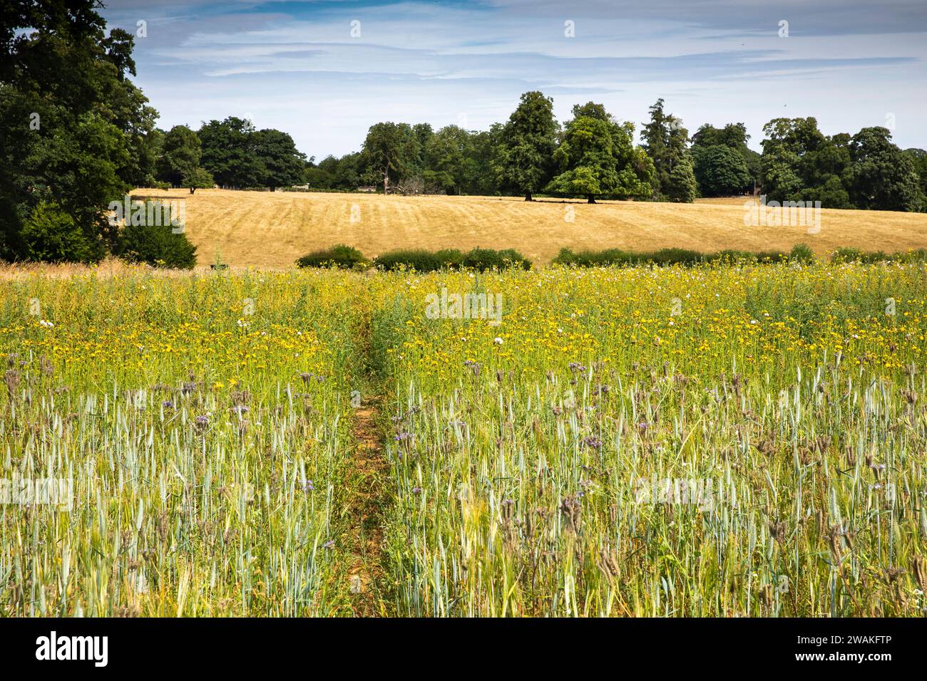 Regno Unito, Inghilterra, Oxfordshire, Willaston, sentiero attraverso una sparsa coltura di orzo con fiori selvatici Foto Stock