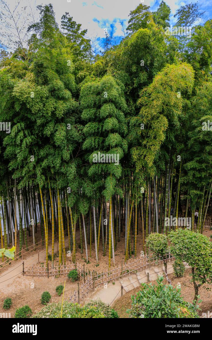 la vista dall'alto del boschetto di bambù nel giardino shukkeien di hiroshima è compatta ma con torreggianti canne di bambù con fogliame verde Foto Stock