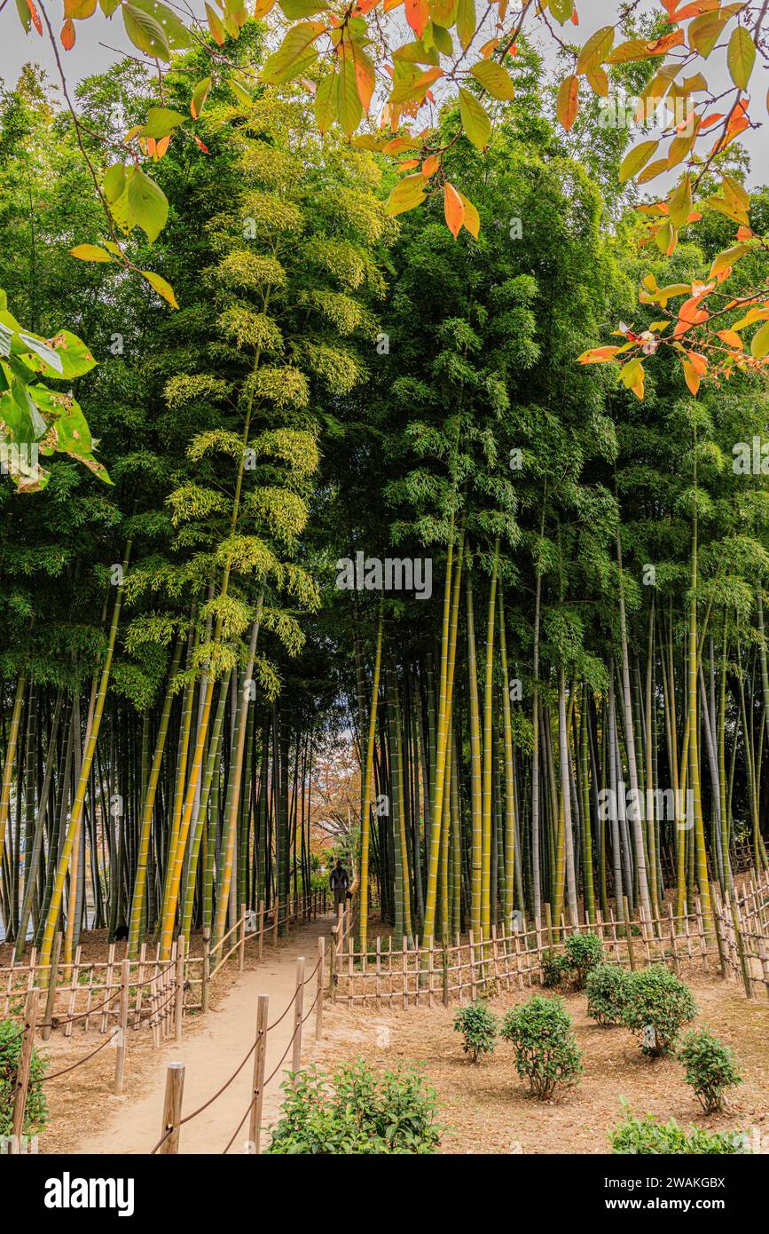 il boschetto di bambù nel giardino shukkeien di hiroshima è compatto ma con torreggianti canne di bambù con fogliame verde a differenza del paesaggio ridotto dei giardini Foto Stock
