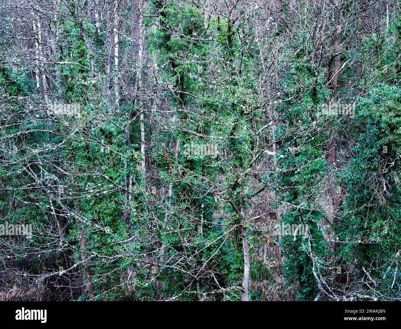 Schema astratto di rami di alberi invernali e sempreverdi nel Derwenthaugh Country Park Blaydon Gateshead, Inghilterra Foto Stock